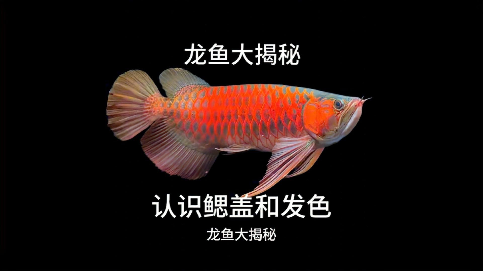 紅龍魚鰓蓋發色有哪些階段