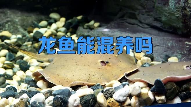有沒有更小的龍魚混養方案？
