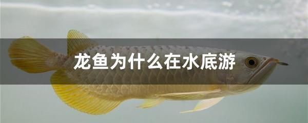 龍魚在水底下游是什么情況？：龍魚在水底下游是什么情況