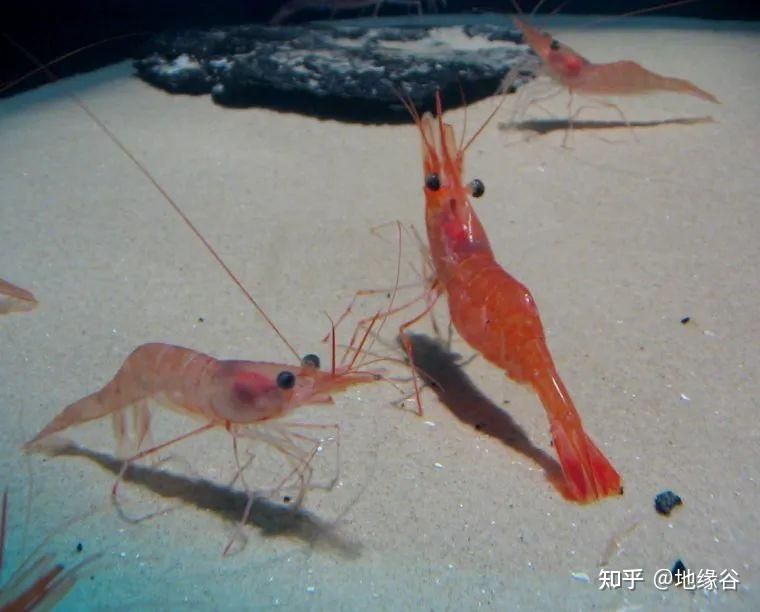 紅龍魚四大漁場排名第幾？：紅龍魚四大漁場具體排名，紅龍魚四大漁場排名第幾