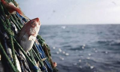 紅龍魚四大漁場排名第幾？：紅龍魚四大漁場具體排名，紅龍魚四大漁場排名第幾
