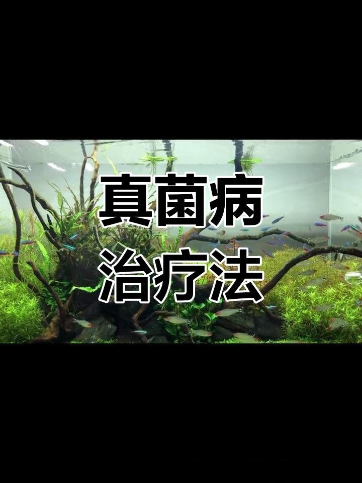 龍魚真菌感染一般多久能好？