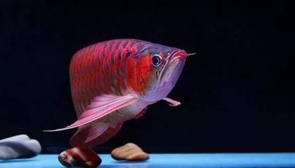 龍魚吃蝦可以嗎？（龍魚可以吃蝦嗎）