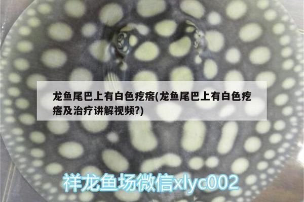 龍魚(yú)尾巴有凸起來(lái)的疙瘩怎么回事：龍魚(yú)尾巴上凸起來(lái)的疙瘩是怎么回事