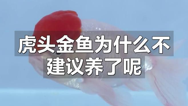 金老虎魚好養(yǎng)嗎