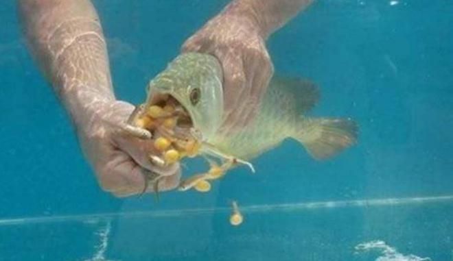 金龍魚不吃東西怎么辦金龍魚不吃東西怎么辦：對于金龍魚不吃東西的問題，可能有以下幾種原因：金龍魚不吃食