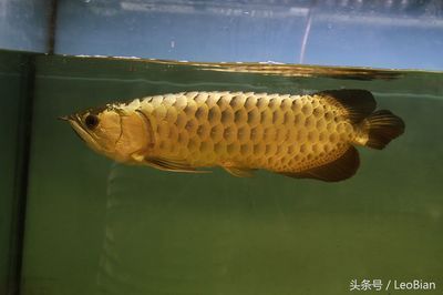 金龍魚的底色有幾種顏色：金龍魚底色中常見的幾種顏色，藍底金龍魚底色有幾種顏色