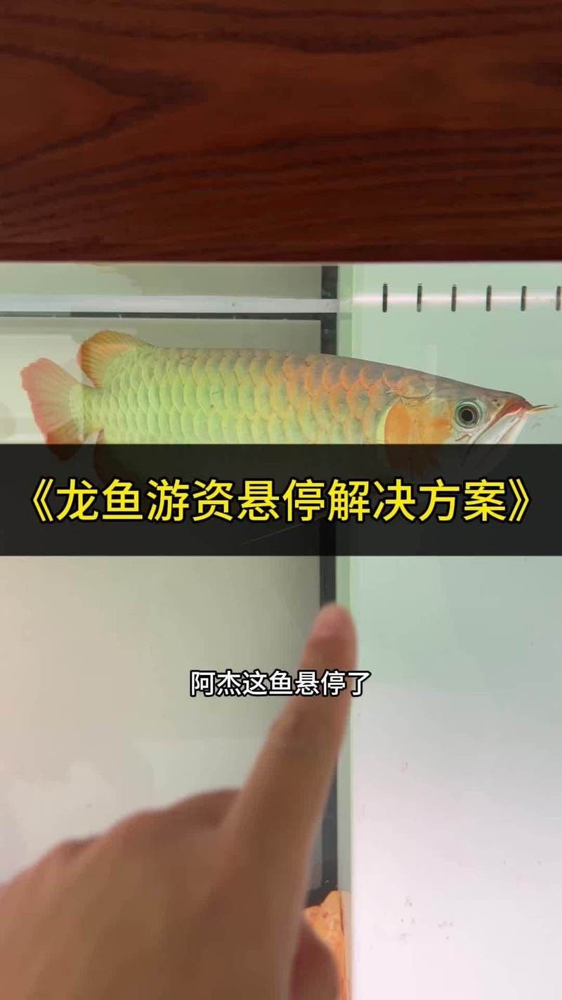 龍魚懸停是怎么回事