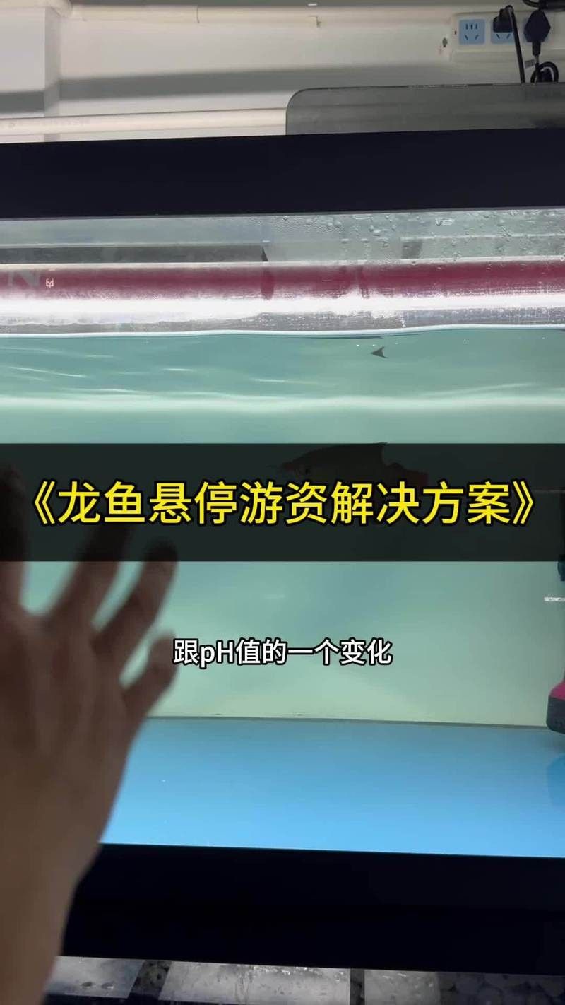 龍魚懸停是怎么回事