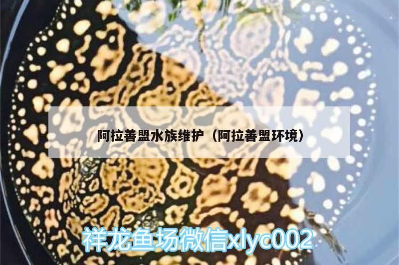 阿拉善盟水族維護（阿拉善盟環境）