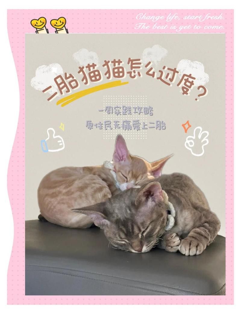 銀龍魚混養視頻大全圖片高清