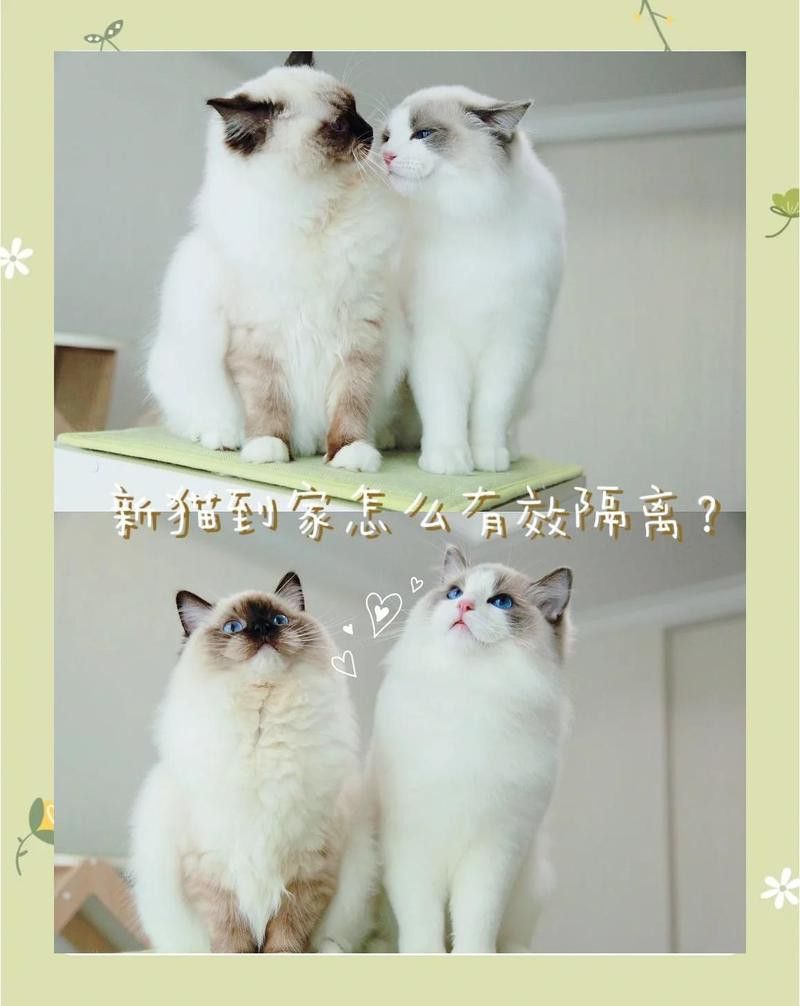 銀龍魚混養(yǎng)視頻大全圖片高清