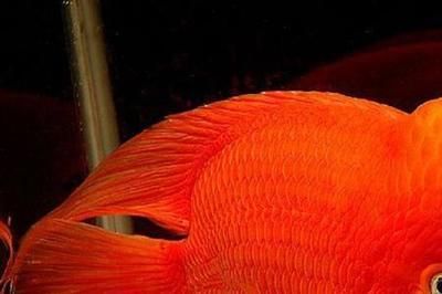 紅財神魚可以和紅龍魚混養(yǎng)嗎？：紅財神魚和紅龍魚可以混養(yǎng)嗎