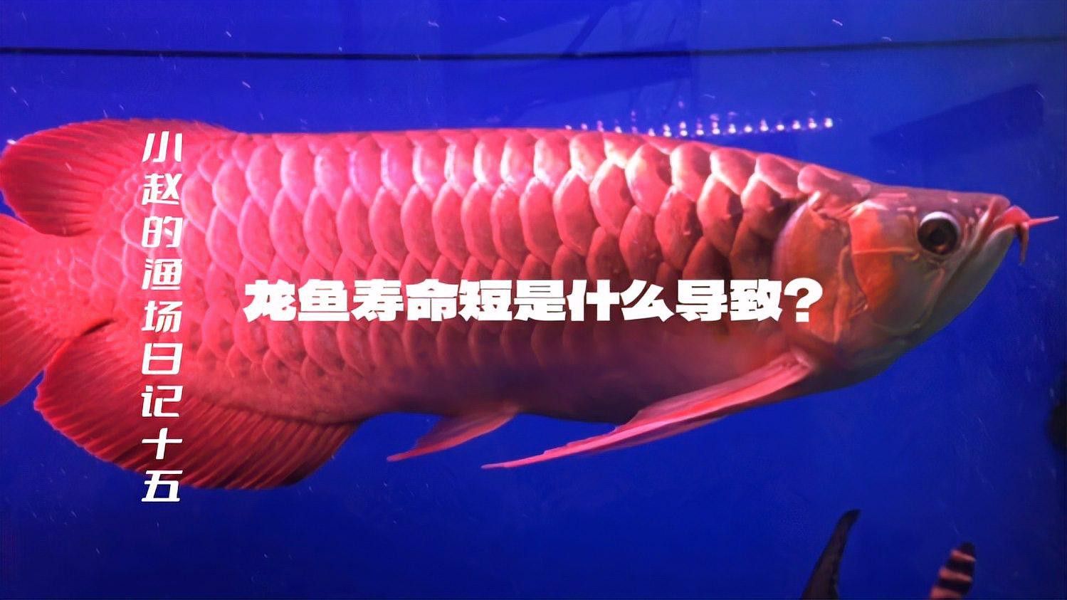 星點龍魚能活多少年壽命