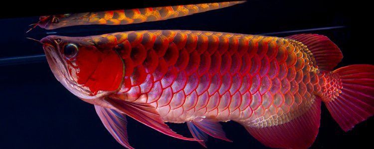 金龍魚苗一年能長多大