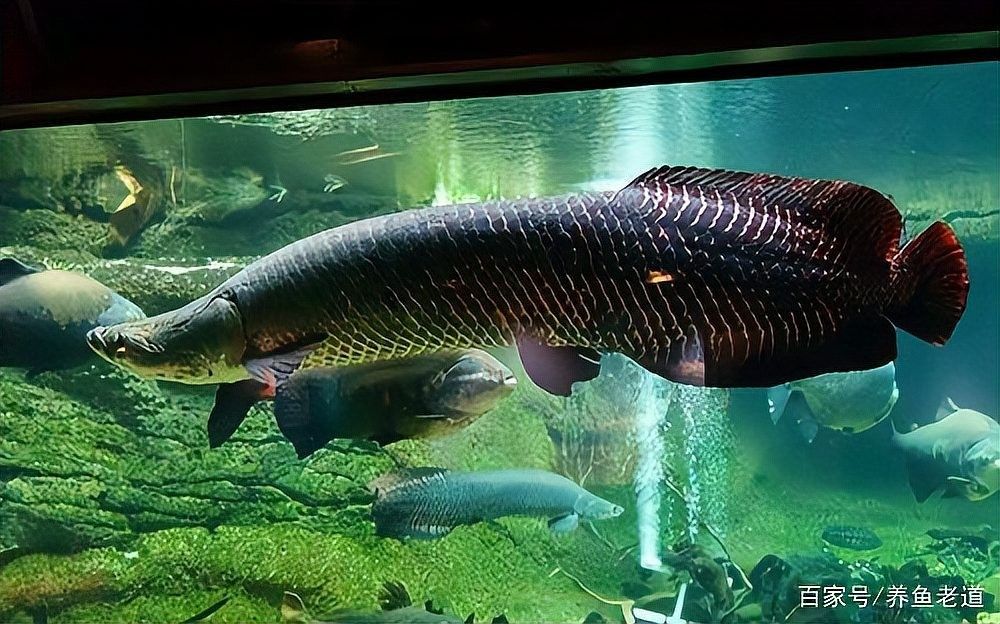 銀龍魚多大的缸最合適