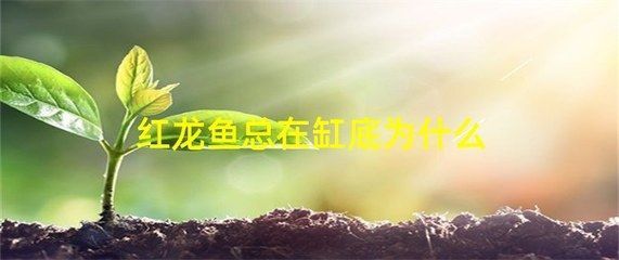 紅龍魚偶爾去缸底趴著正常嗎：紅龍魚偶爾去缸底趴著可能是正常的，可能是正常的