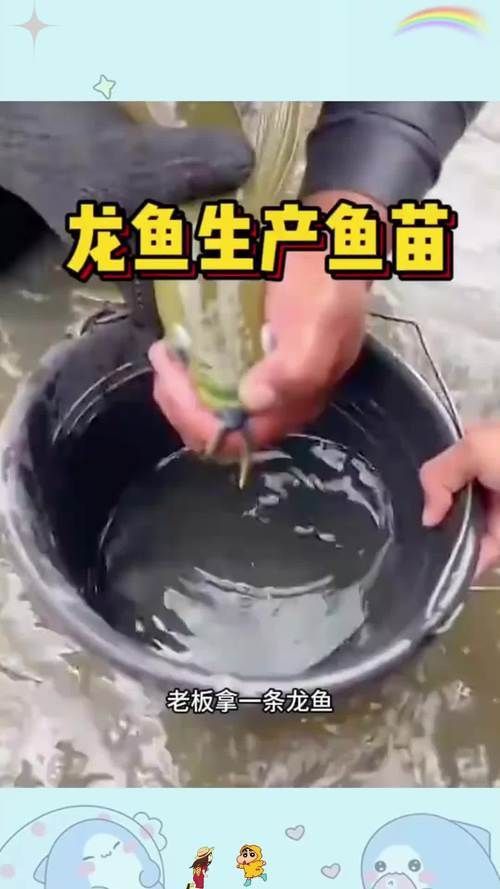 龍魚苗圖片