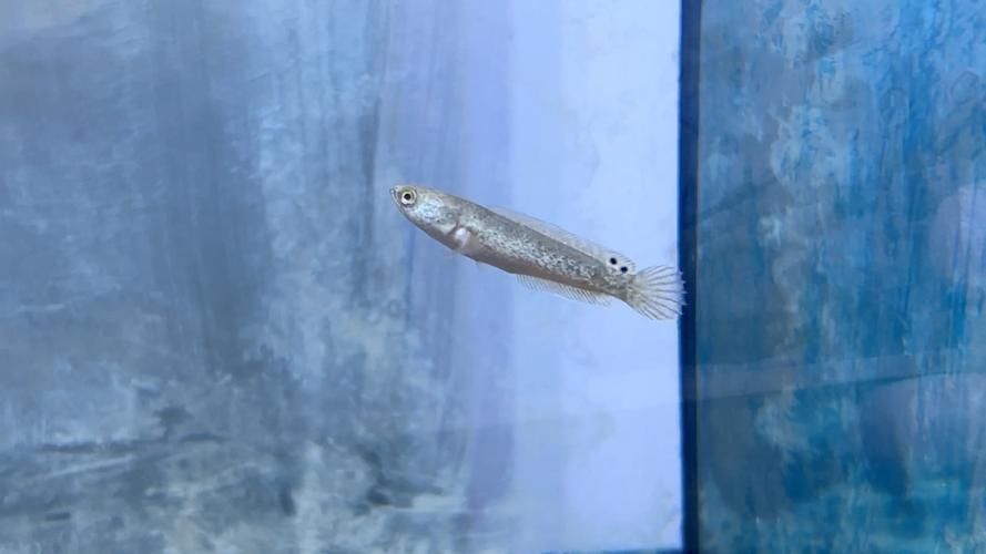 龍魚苗圖片