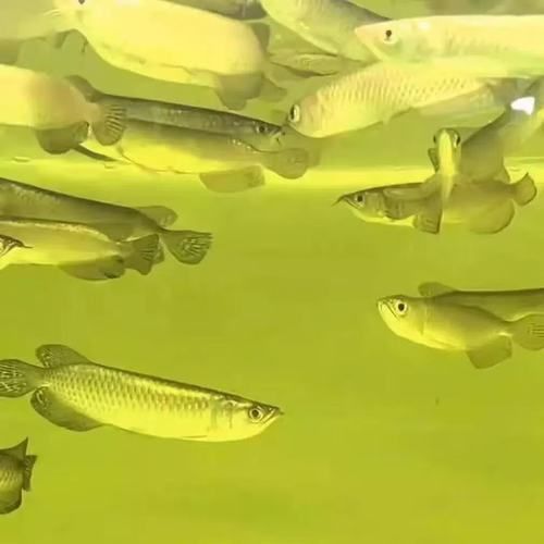 龍魚苗圖片