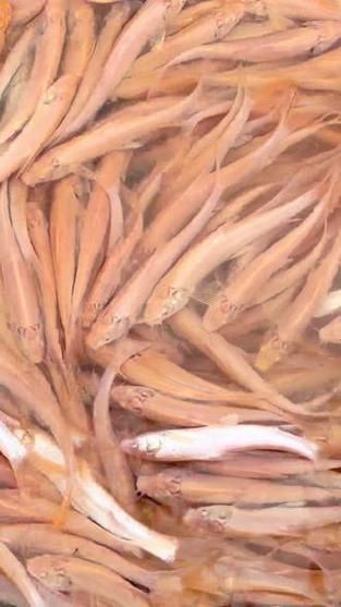 龍魚苗圖片