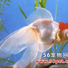 龍睛魚能長多大