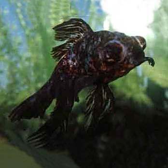 龍睛魚能長多大
