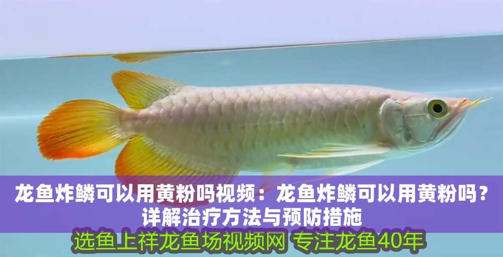 龍魚炸鱗可以用黃粉嗎視頻：龍魚炸鱗可以用黃粉嗎？詳解治療方法與預防措施