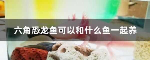 恐龍魚不吃食物怎么辦：恐龍魚不吃食物可能由多種因素引起，解決恐龍魚不吃食物的問題