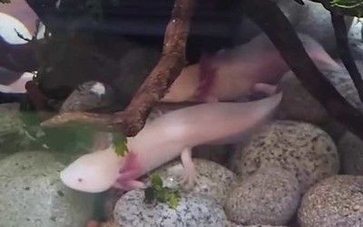 恐龍魚不吃食物怎么辦：恐龍魚不吃食物可能由多種因素引起，解決恐龍魚不吃食物的問題