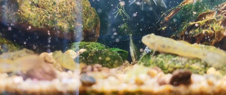龍魚缸改原生缸底部承受的住嗎：龍魚缸改原生缸底部承受的住嗎詳情