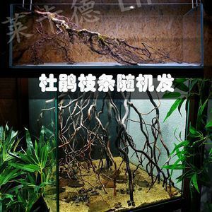 龍魚缸改原生缸底部承受的住嗎：龍魚缸改原生缸底部承受的住嗎詳情