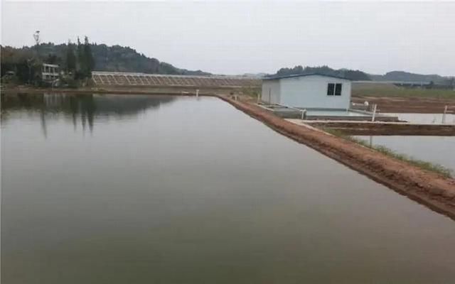 金龍魚養(yǎng)殖基地電話：金龍魚養(yǎng)殖基地的聯(lián)系方式