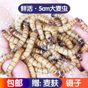 龍魚喂蝦干和面包蟲的討論和建議，龍魚喂蝦干還是面包蟲好：龍魚喂蝦干和面包蟲哪個好 龍魚喂蝦干和面包蟲的討論和建議，龍魚喂蝦干還是面包蟲好：龍魚喂蝦干和面包蟲哪個好 龍魚百科 第2張
