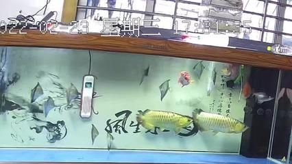 賣龍魚取一個(gè)店名：賣龍魚店名如何取名