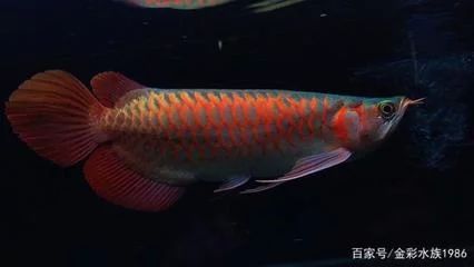 龍魚的顏色和燈光有關系嗎：龍魚的顏色與燈光有密切關系嗎，龍魚的顏色與燈光有關系嗎