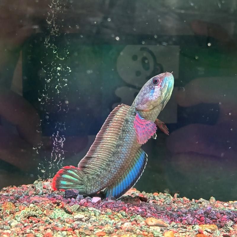 雷龍魚和紅龍魚混養好嗎圖片欣賞