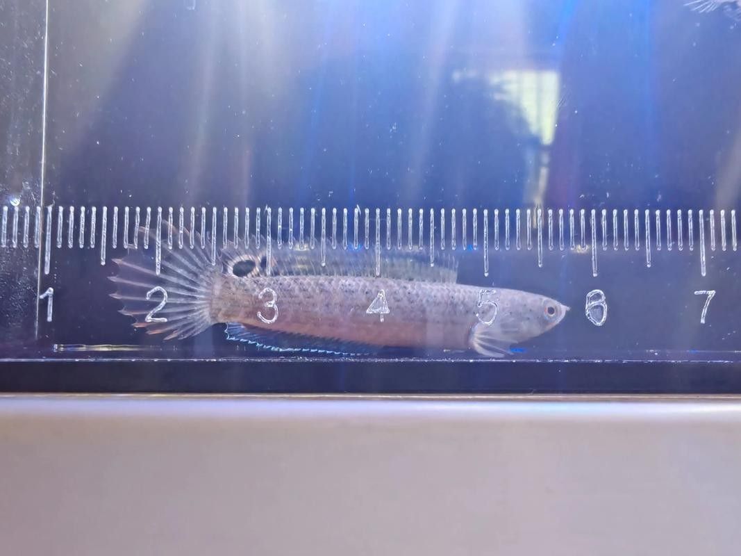 雷龍魚和紅龍魚混養好嗎圖片欣賞