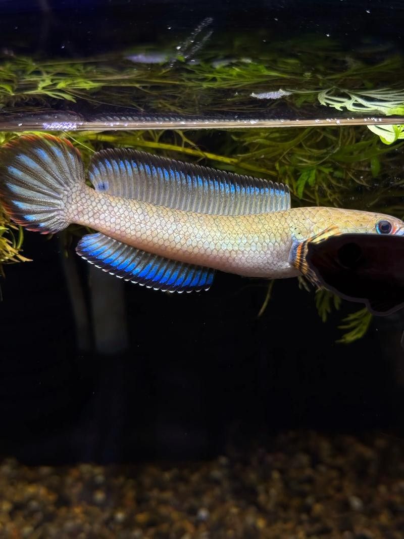 雷龍魚和紅龍魚混養好嗎圖片欣賞