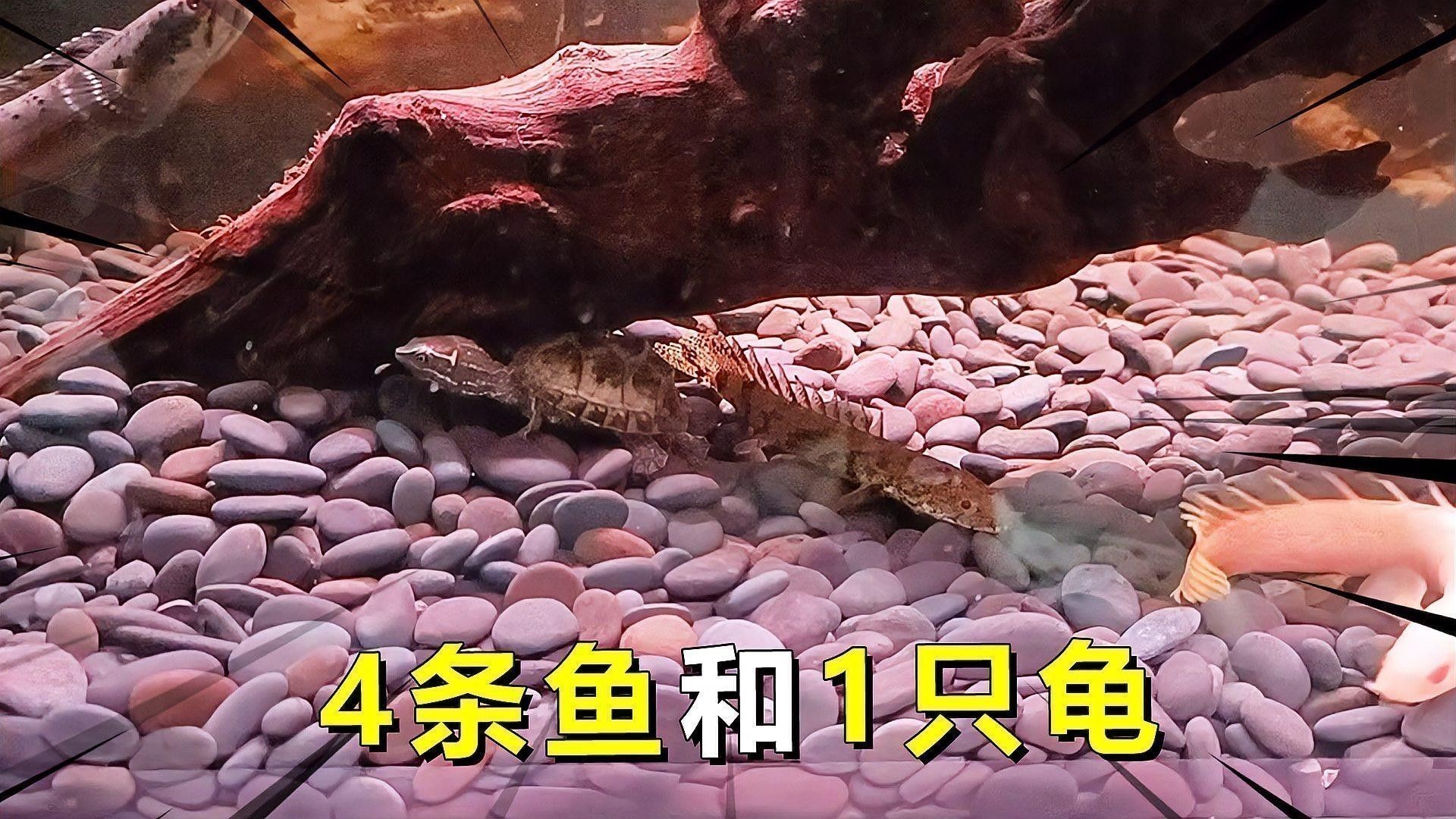 雷龍魚和紅龍魚混養好嗎圖片欣賞