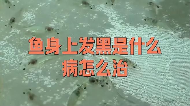 治療龍魚鱗片發(fā)黑需要多久？