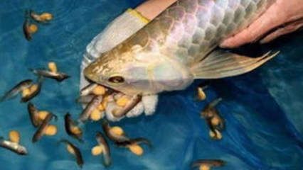 金龍魚的趣事（關于金龍魚的趣事）