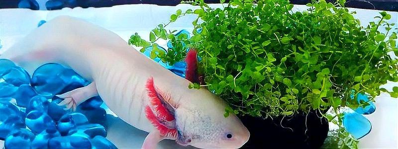 六角龍魚冬季怎么養