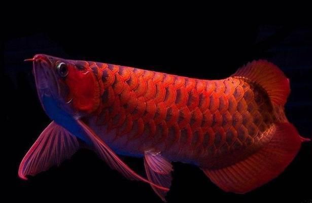 紅龍魚溫度29還是30度好養：紅龍魚發色技巧和注意事項紅龍魚發色技巧和注意事項