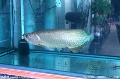 體型像龍魚的小型魚（小型觀賞魚有哪些？）