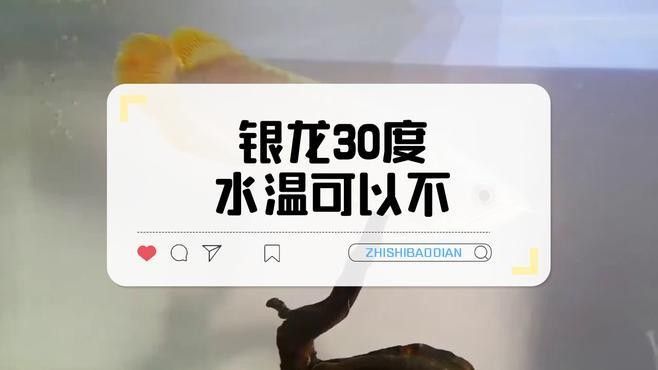 銀龍魚30度水溫能活多久？