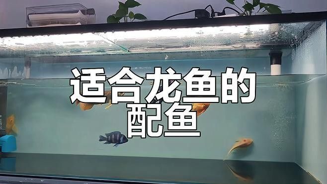 龍魚薩伊藍混養怎么樣