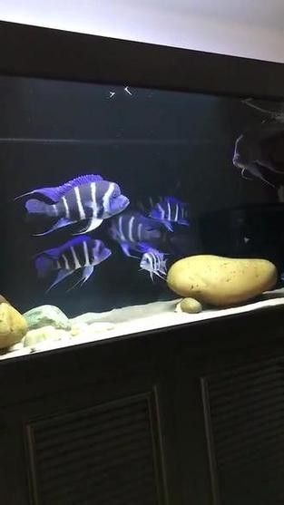 龍魚薩伊藍混養怎么樣