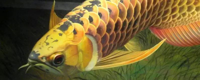 大三間鼠魚和龍魚混養視頻：大三間鼠魚和龍魚可以混養嗎