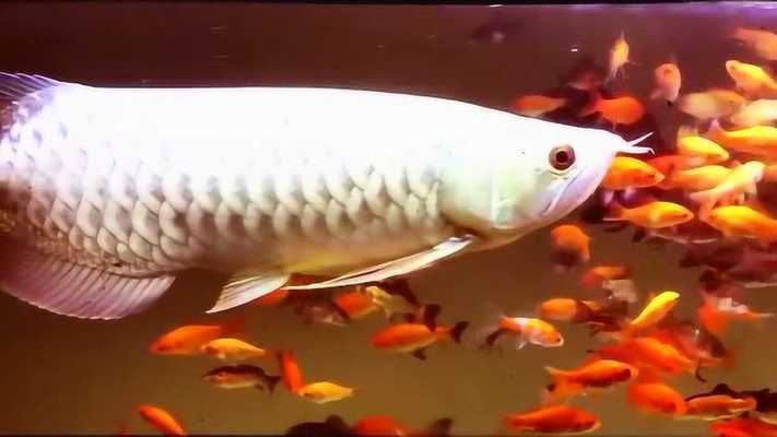 大三間鼠魚和龍魚混養視頻：大三間鼠魚和龍魚可以混養嗎